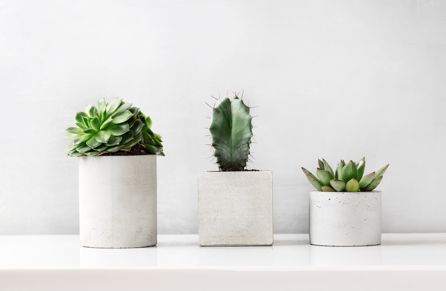 Succulents