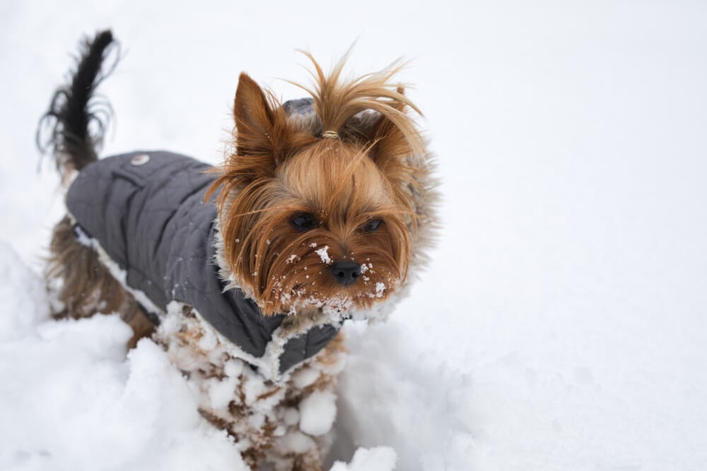 Yorkie in coat playing in the snow