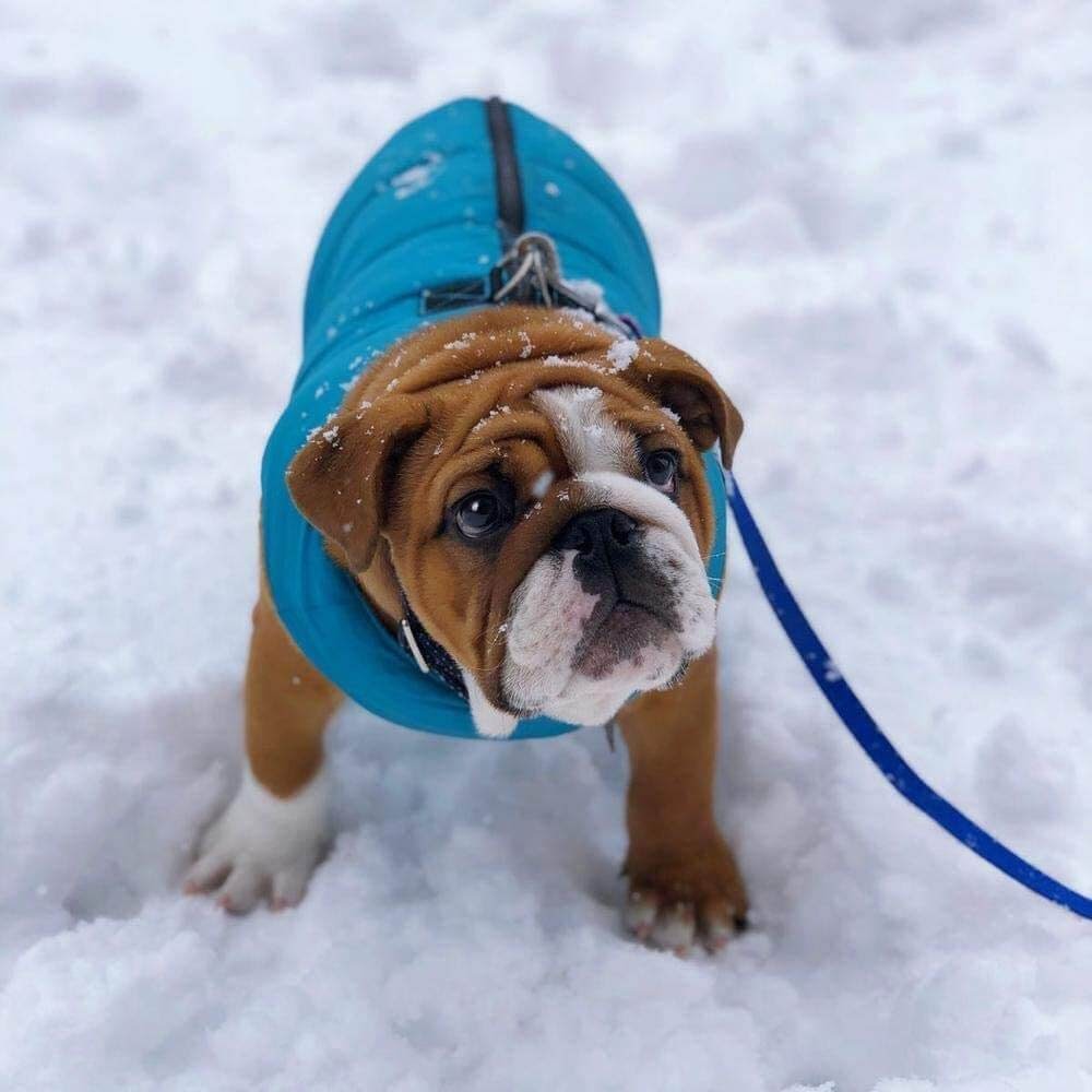 Gooby Padded Dog Vest
