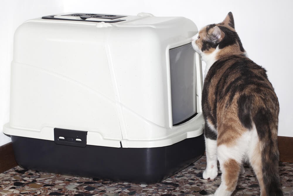 Cat sniffing out litter box