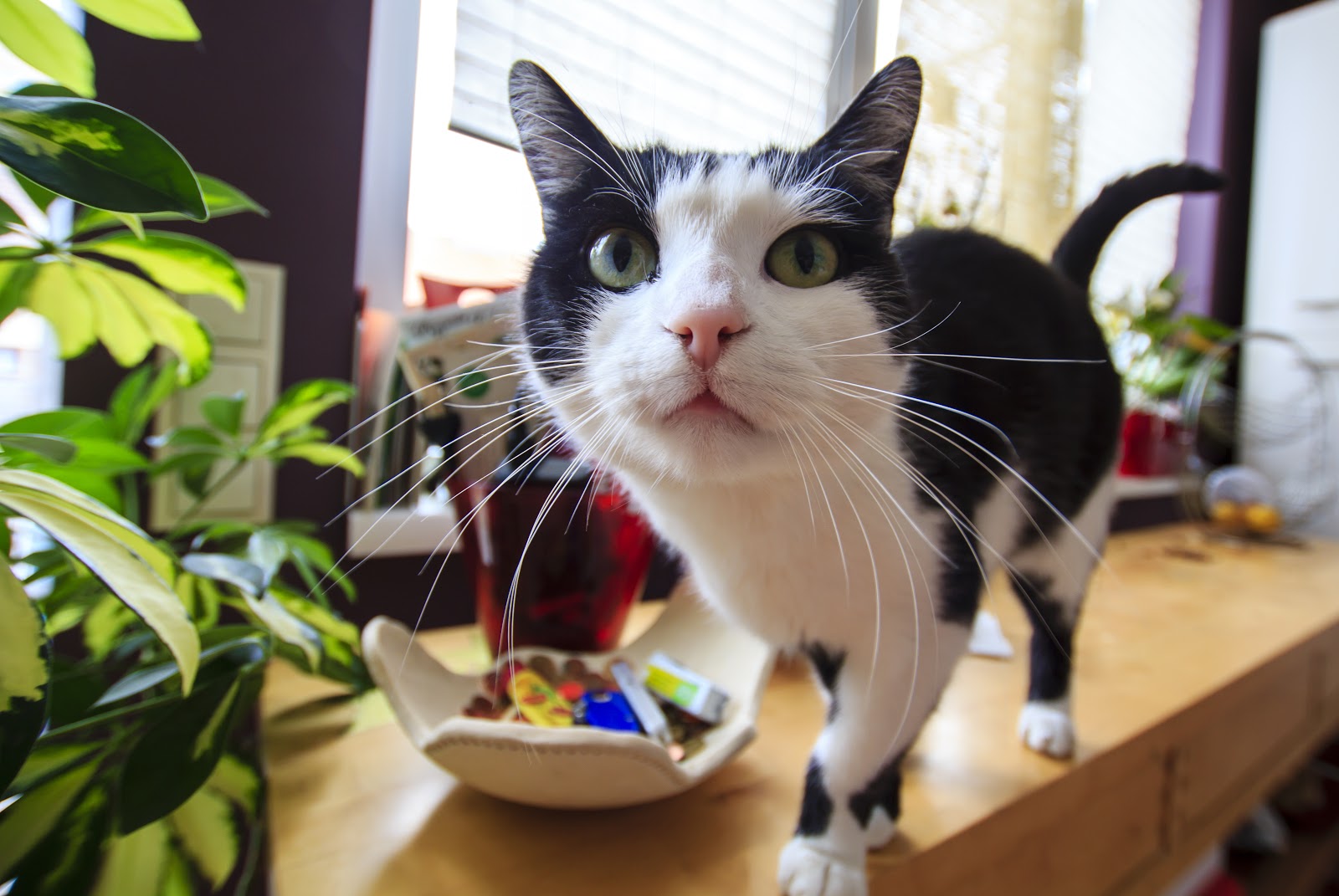 Photo of a black and white cat