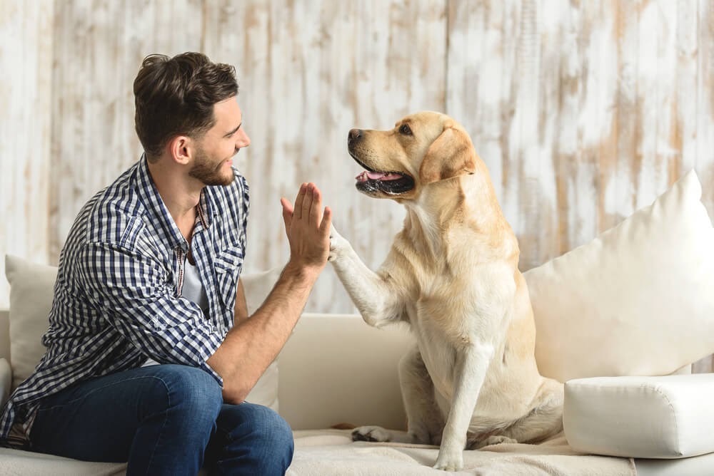 Man high-fiving a yellow lab