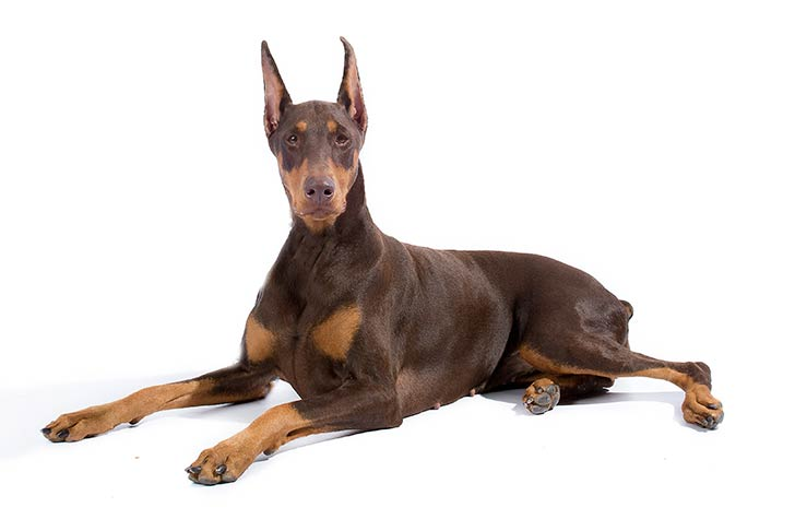 Doberman Pinscher