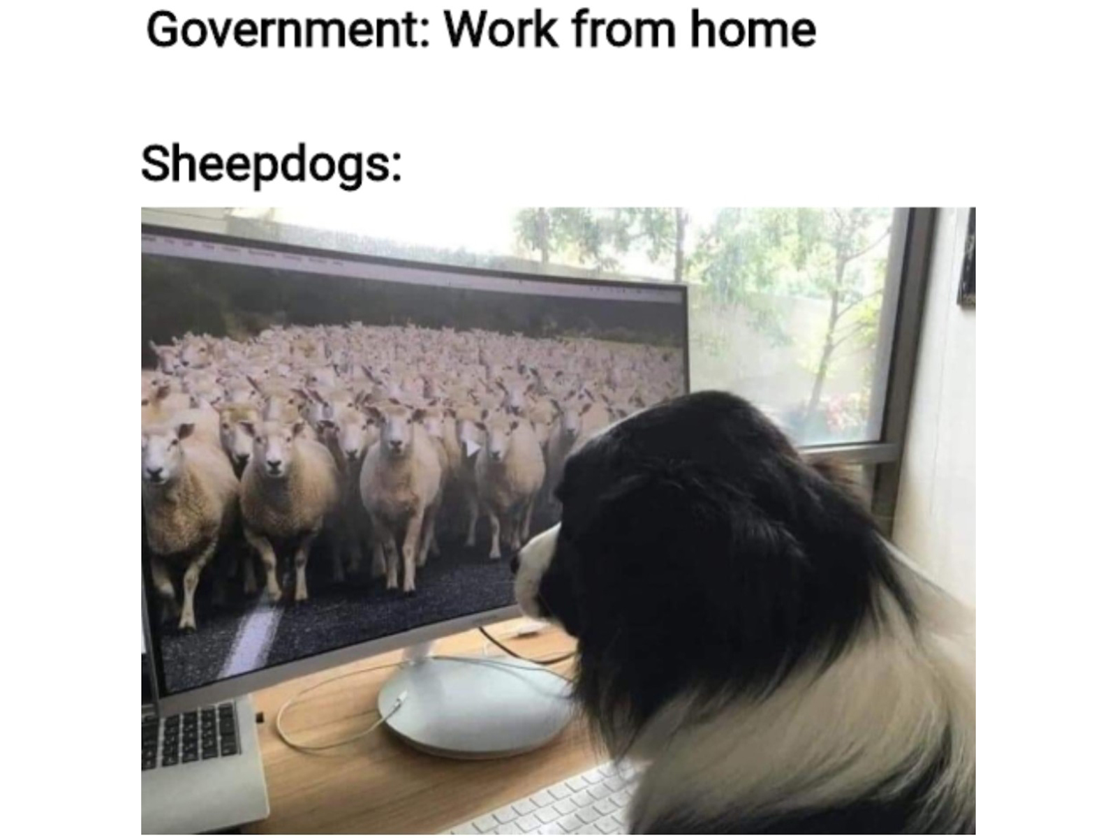 Sheepdog work from home meme