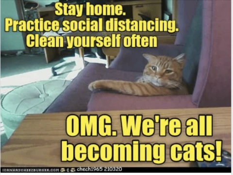 Cats Social Distancing Meme