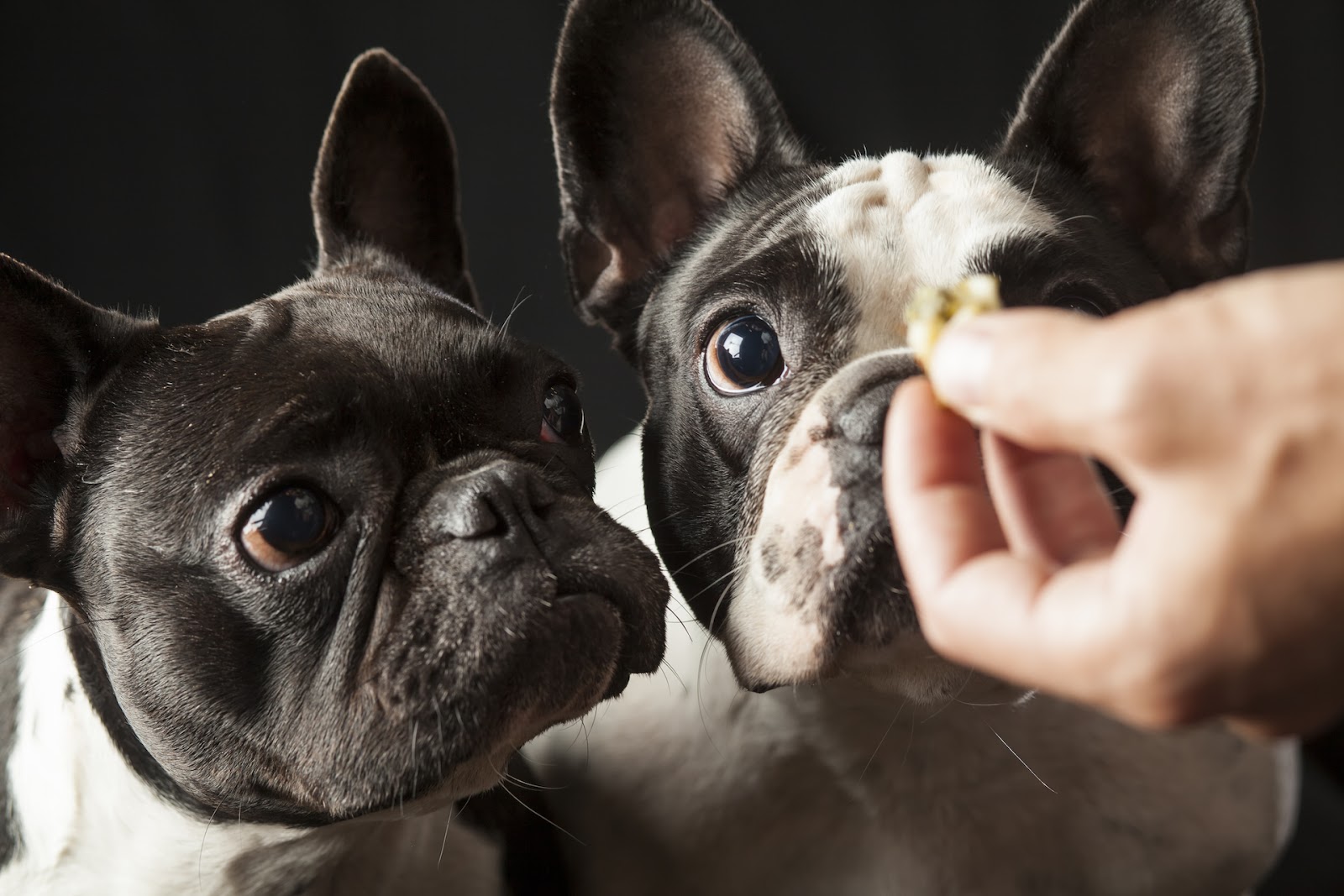 Two french bulldogs begging for one treat