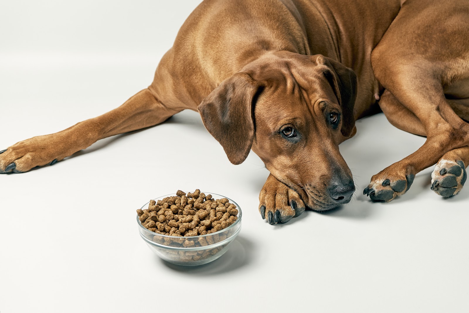 Dog sitting next to a bowl filled with dog food