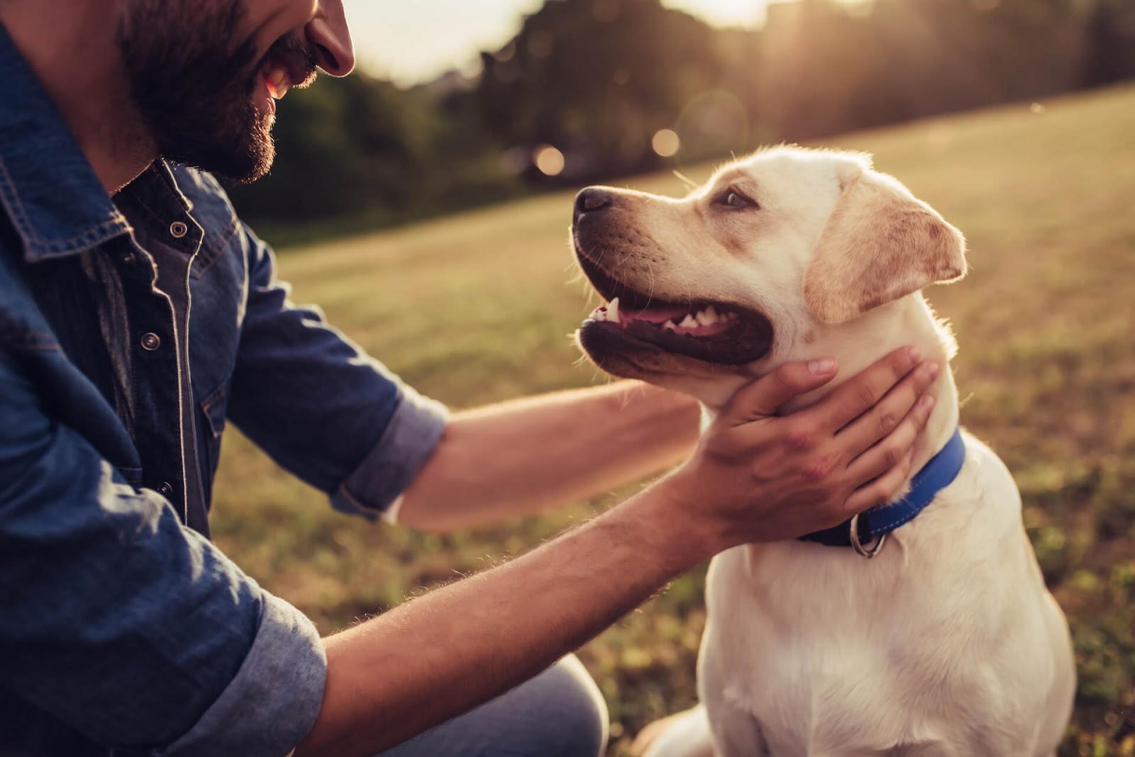 Man petting a dog in a field