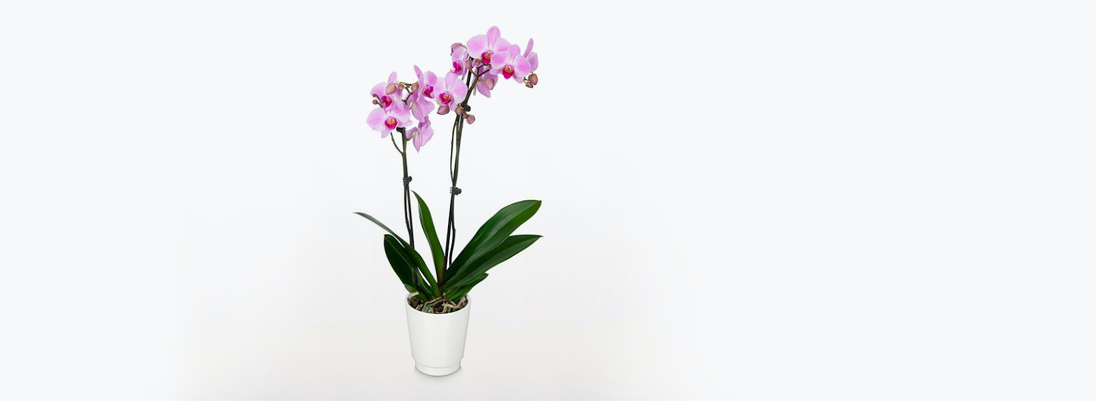 Bloomsybox Orchid