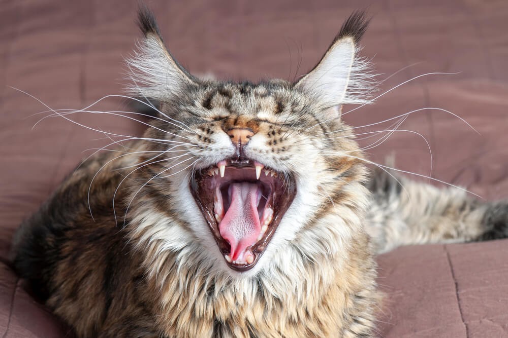 Cat yawning and showing its teeth