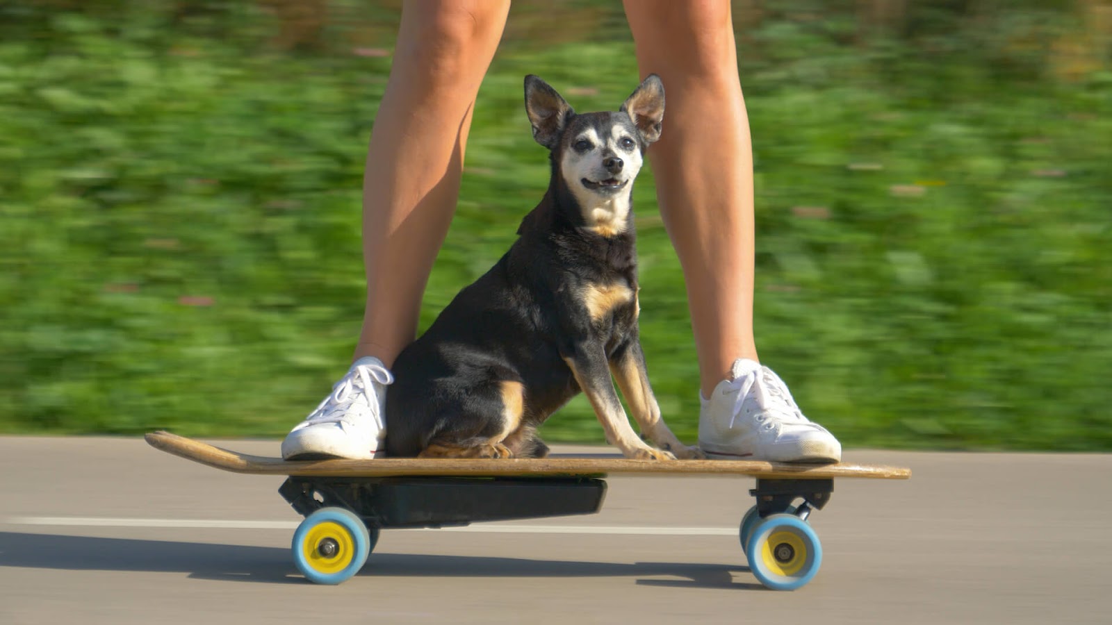 Dog Riding on a skateboard
