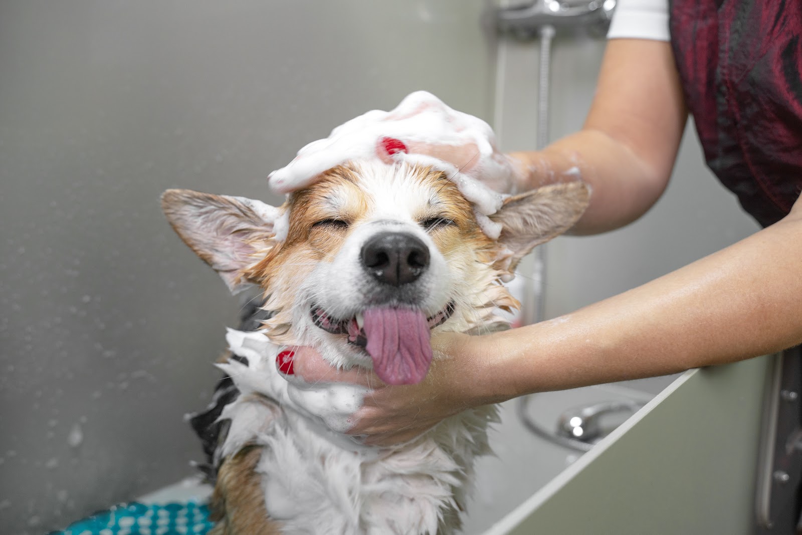 Dog smiling while getting a bath