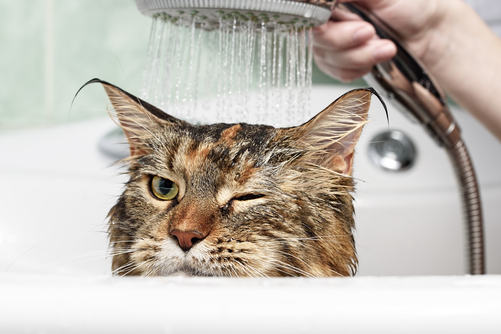 Cat getting a shower
