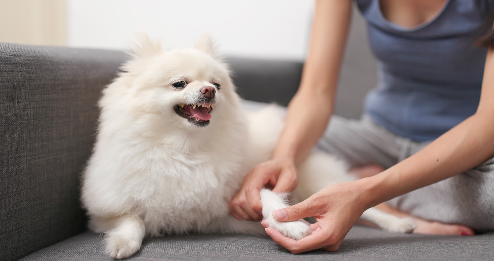 Woman looking at dog's paw while he growls