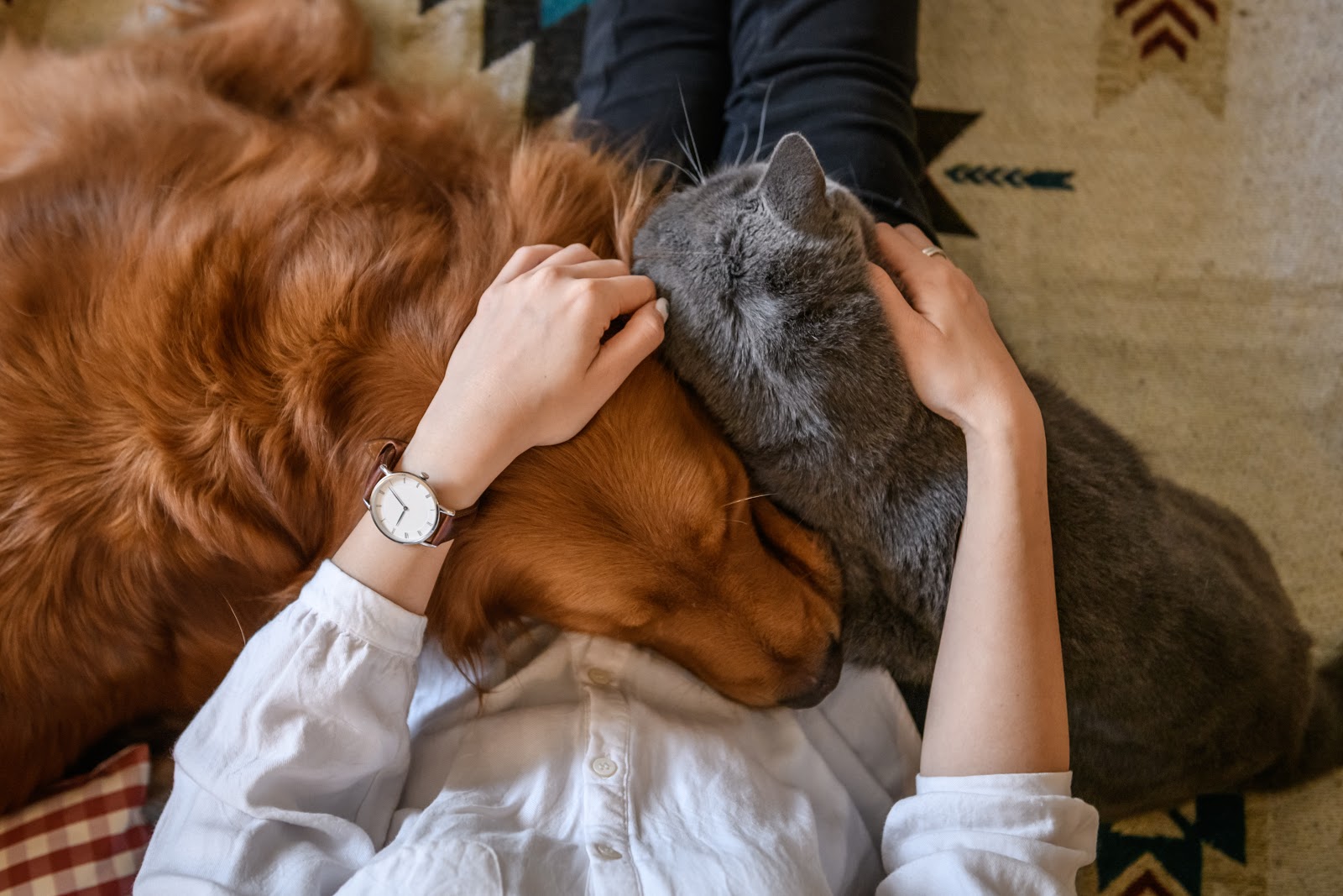 cat and dog cuddling with owner on couch