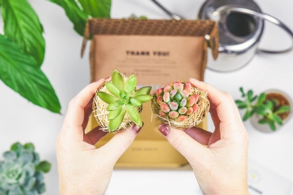 Monthly Succulent Studios