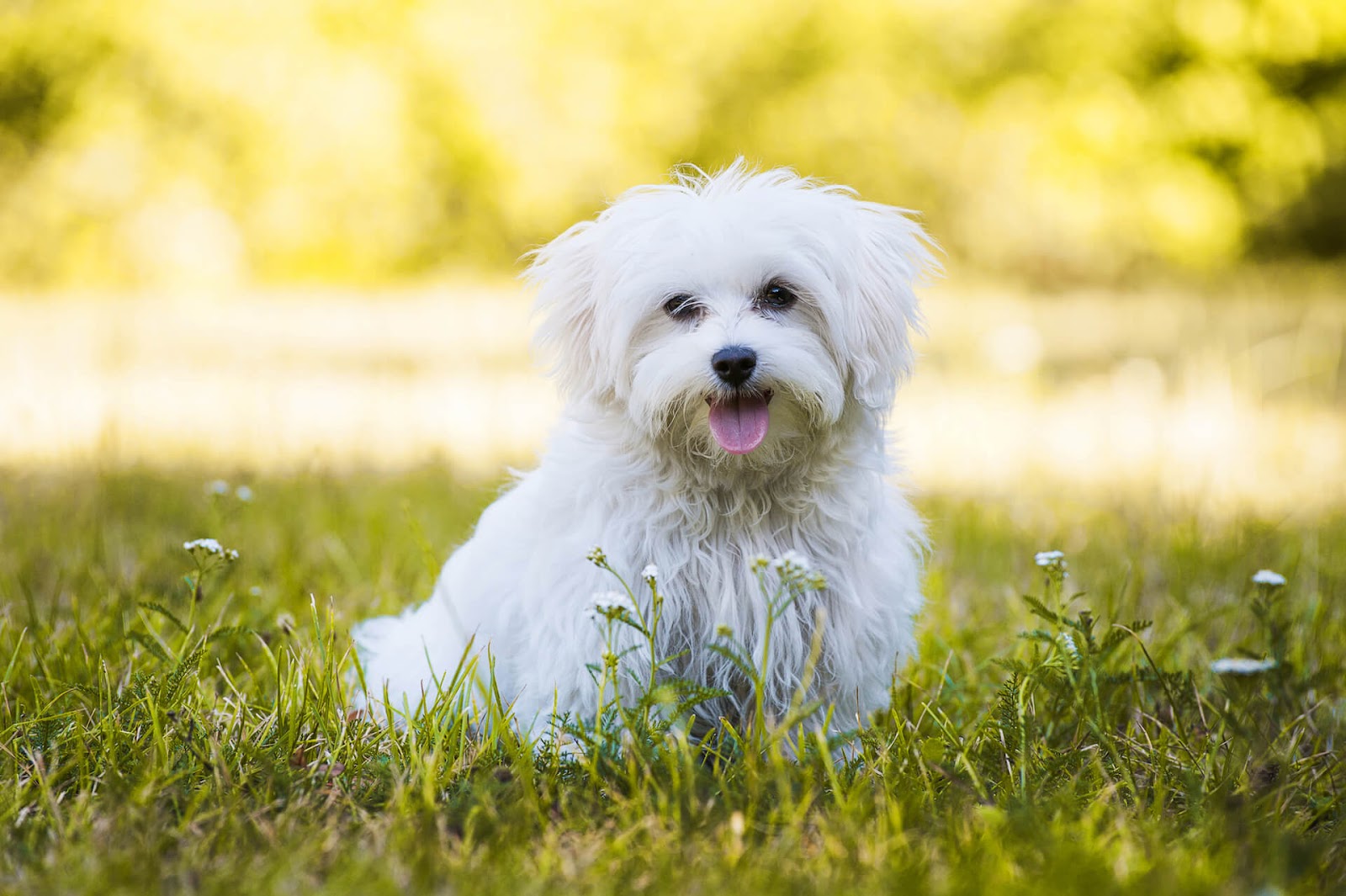 Maltese in field