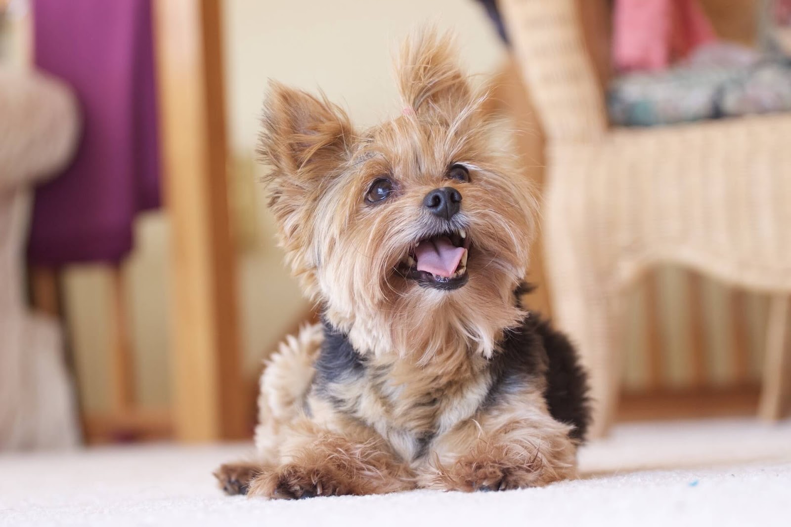 Yorkie looking up while laying on the ground