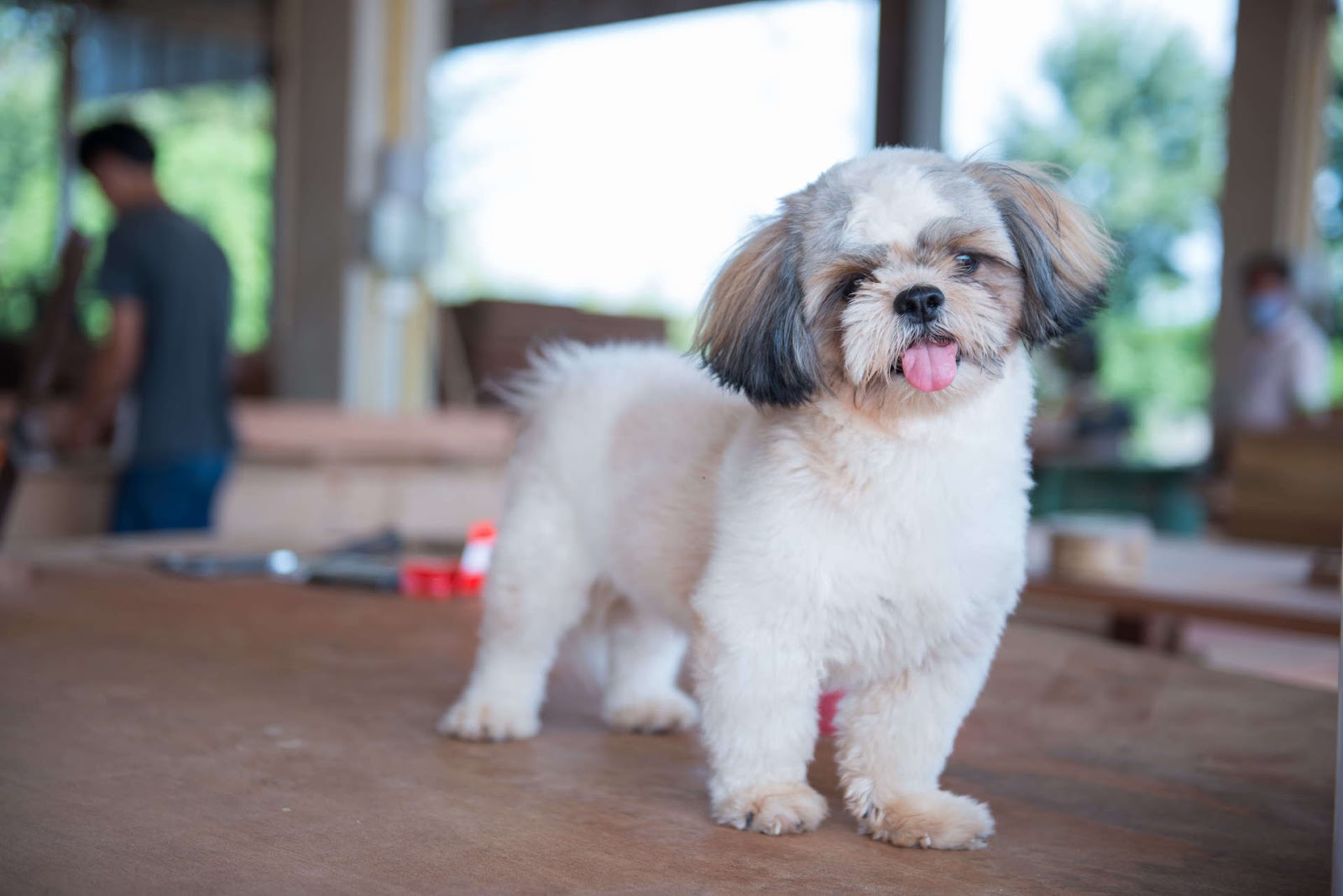 Shih Tzu looking cute