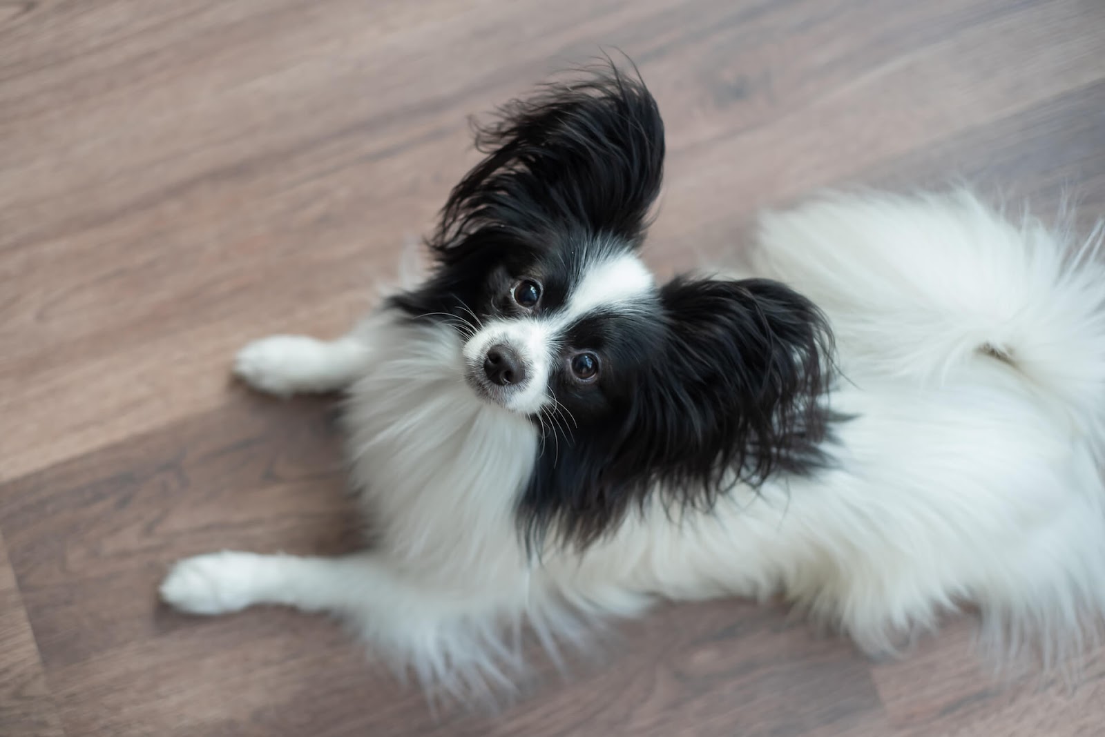 Papillon