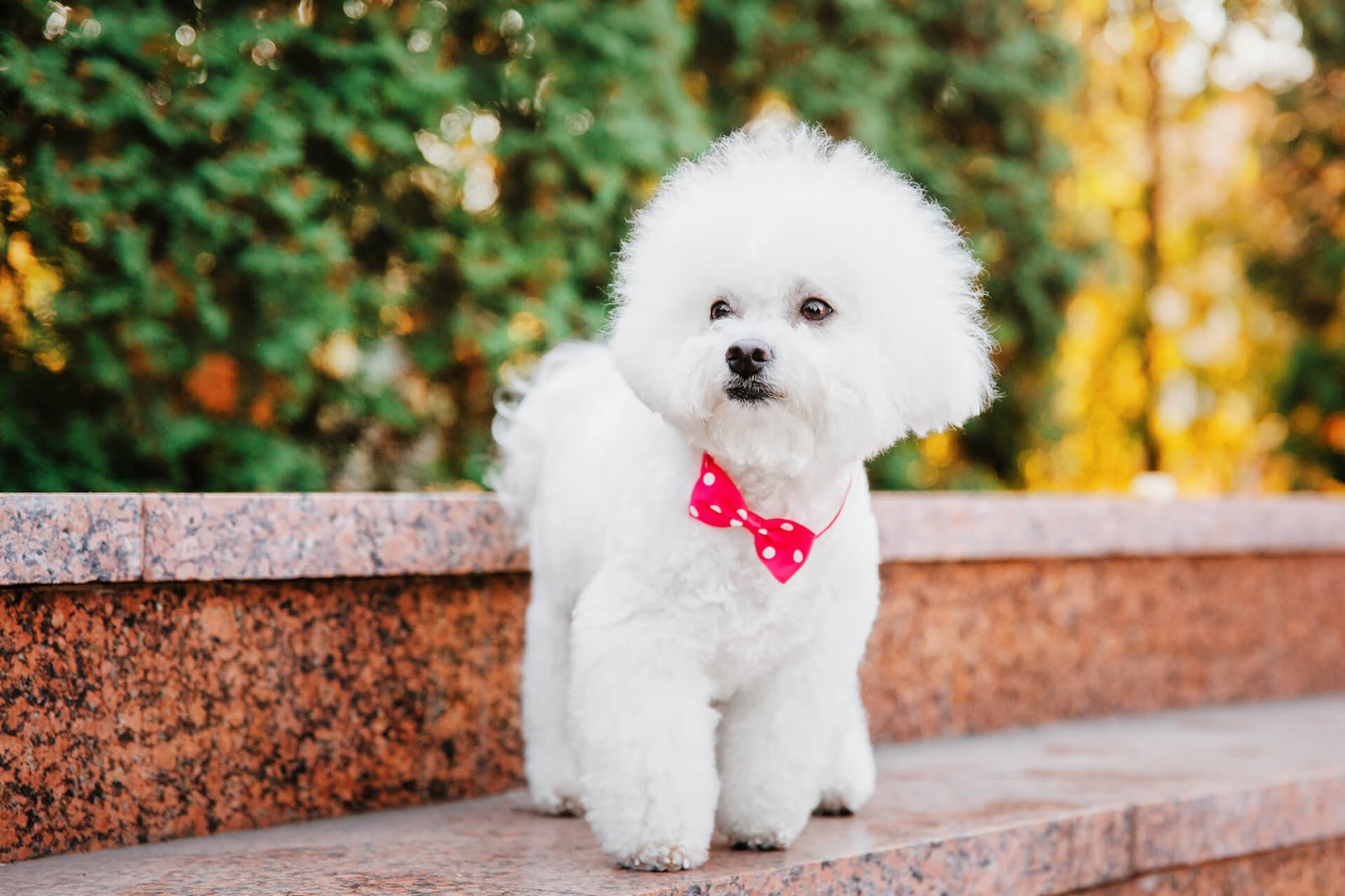 Bichon Firse with bow tie