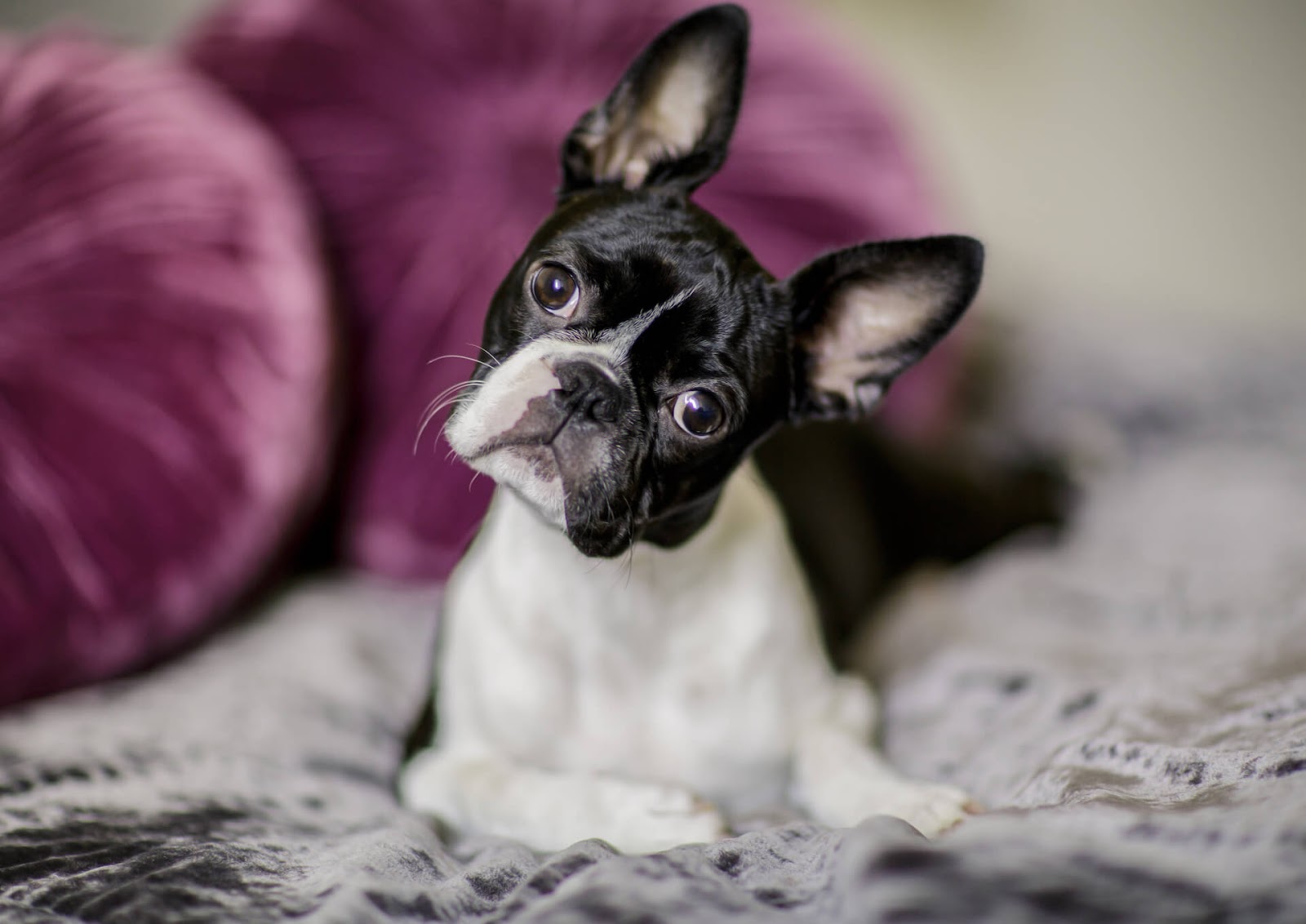 Boston Terrier with head tilt