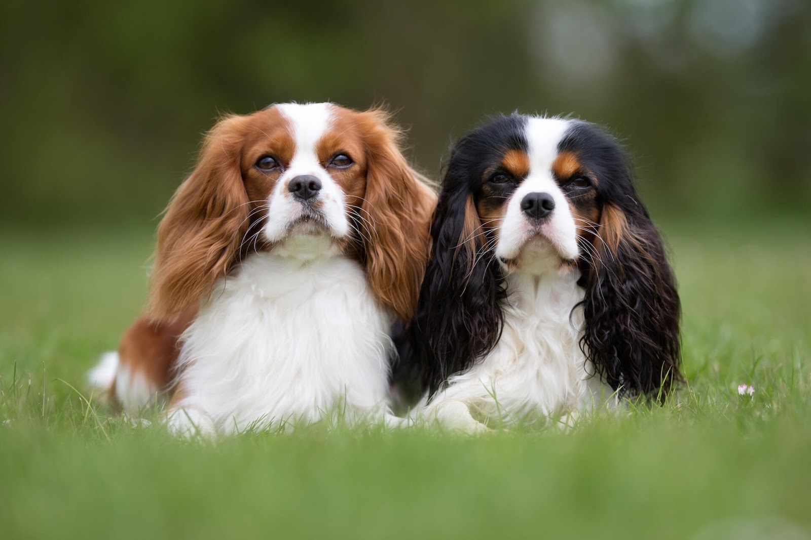 Cavalier King Charles Spaniels outside