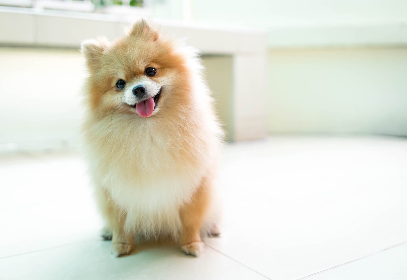 Pomeranian smiling at camera