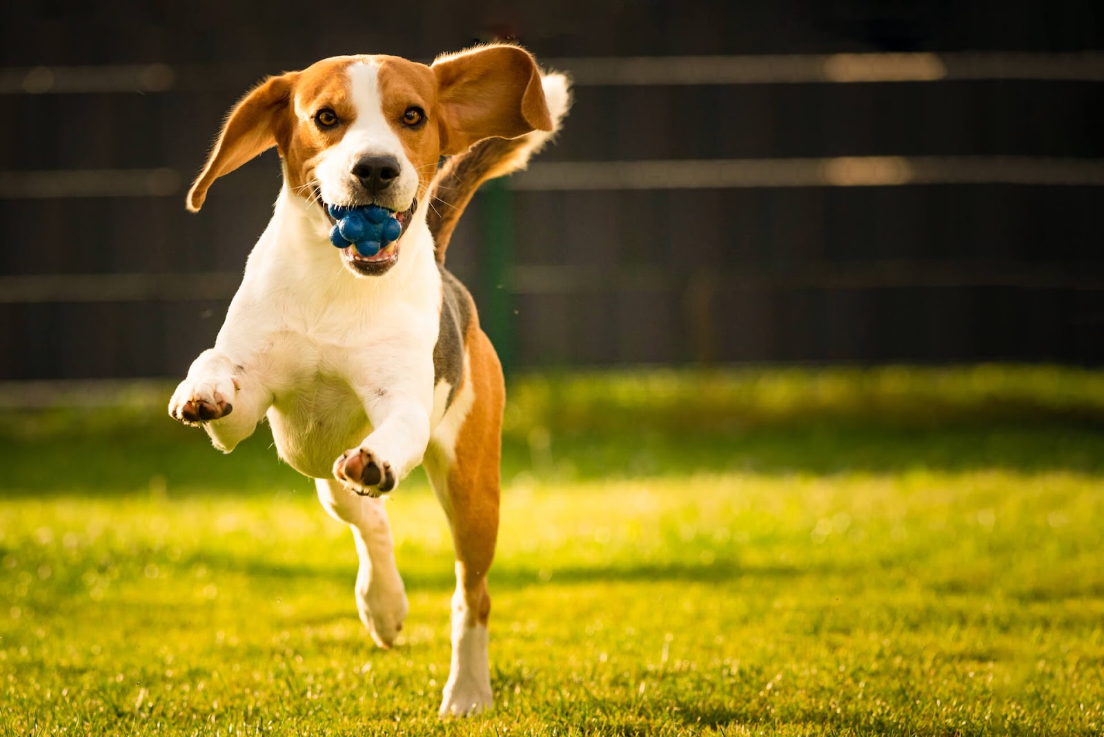 Beagle playing with a ball