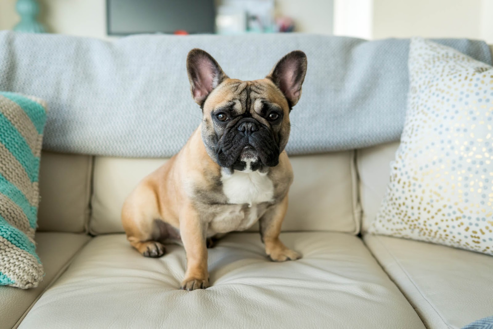 French Bulldog on the couch