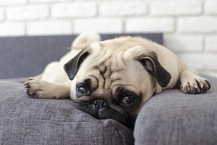 Pug laying on couch