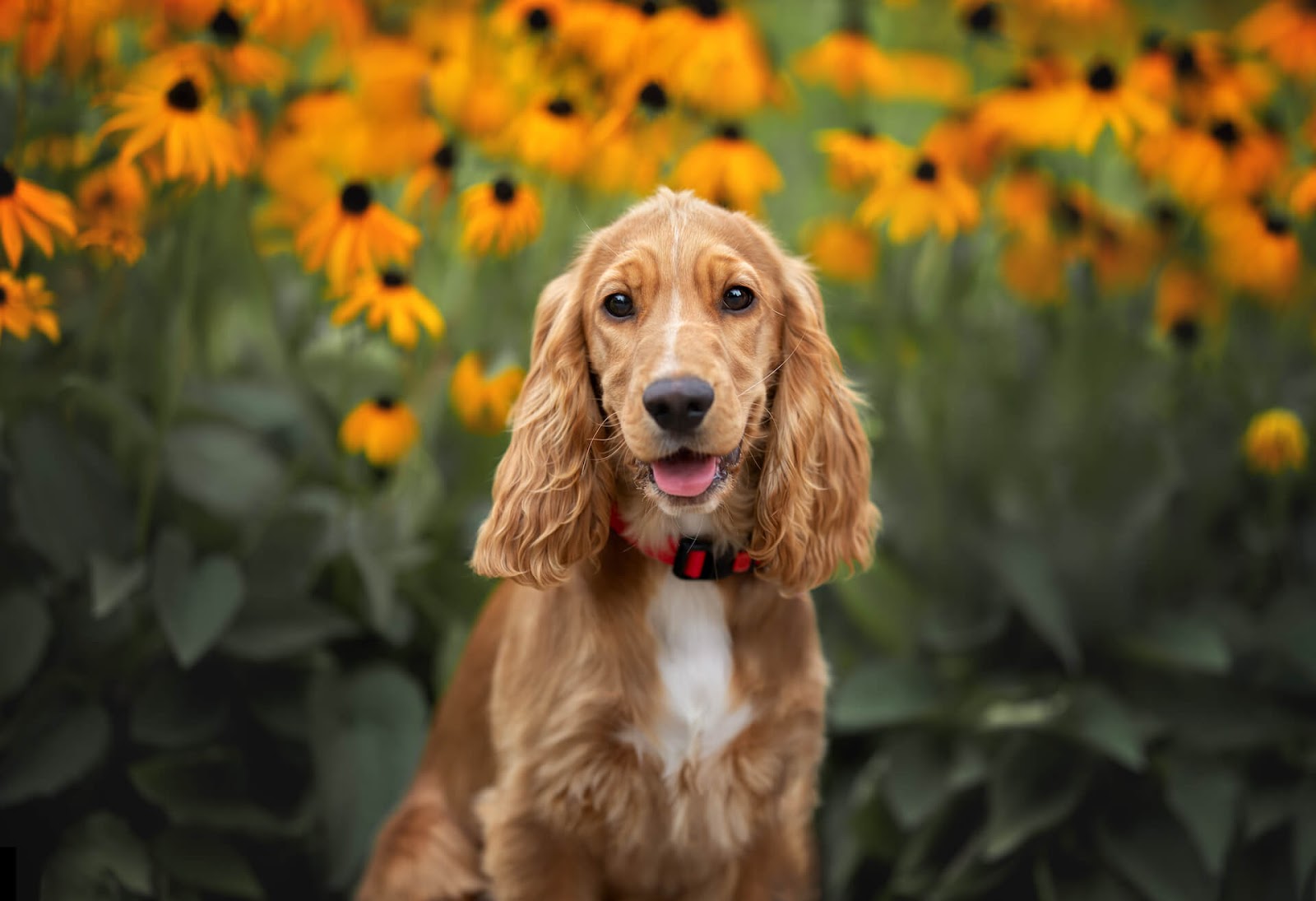 Cocker Spaniel in a field of flowers