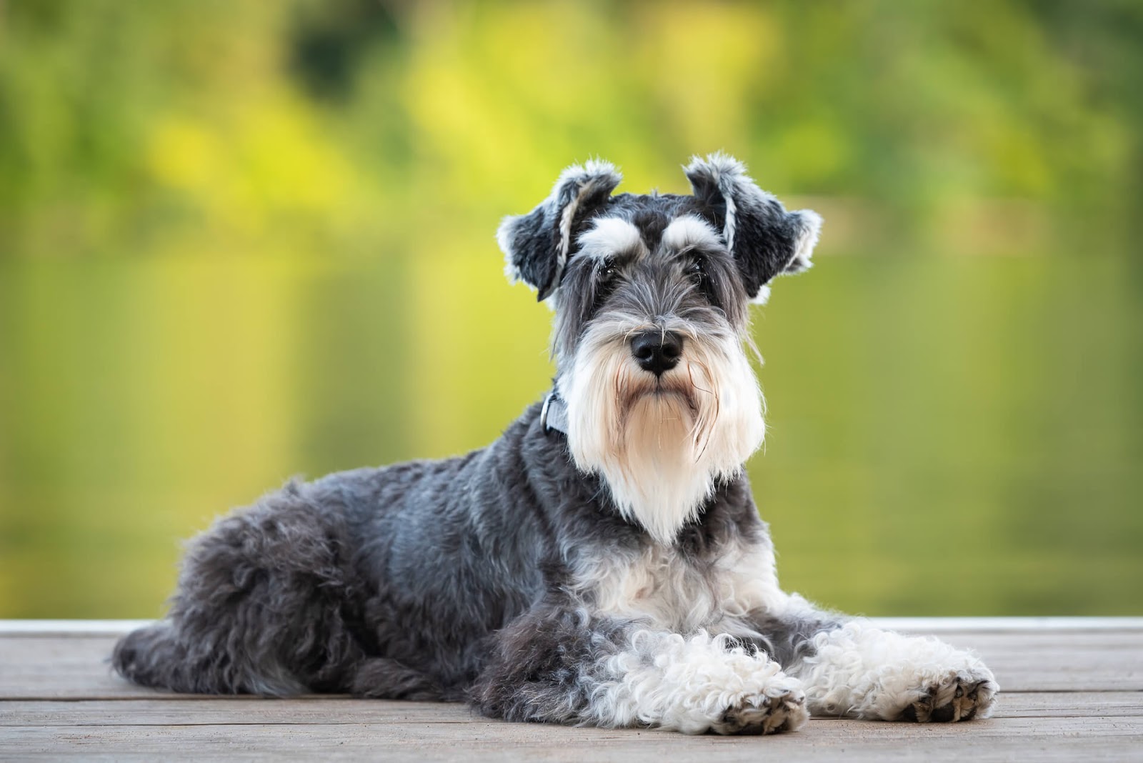 Miniature Schnauzer looking fly