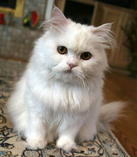 Persian cat