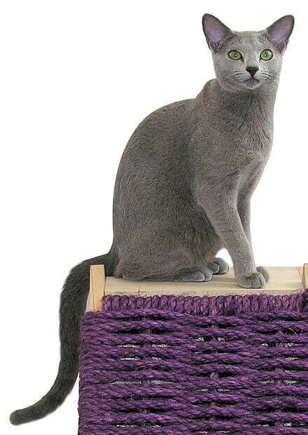 The Russian Blue