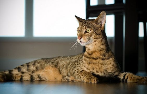 Ashera Cat