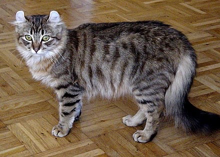 The American Curl