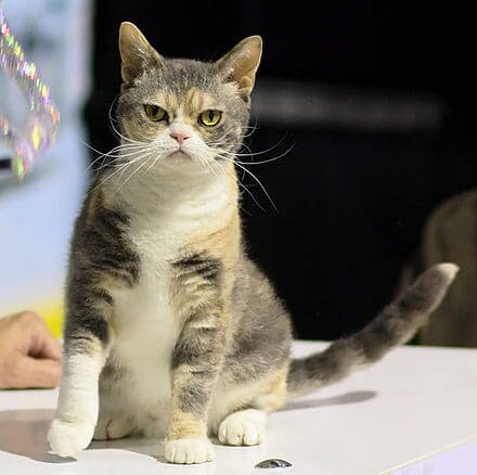 The American Wirehair