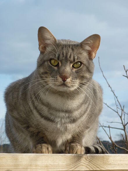 The Ocicat