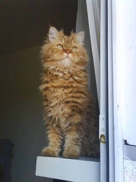 The Selkirk Rex