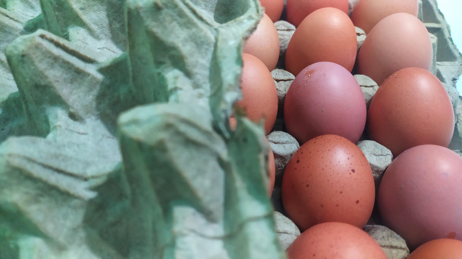 Close-up of an egg carton