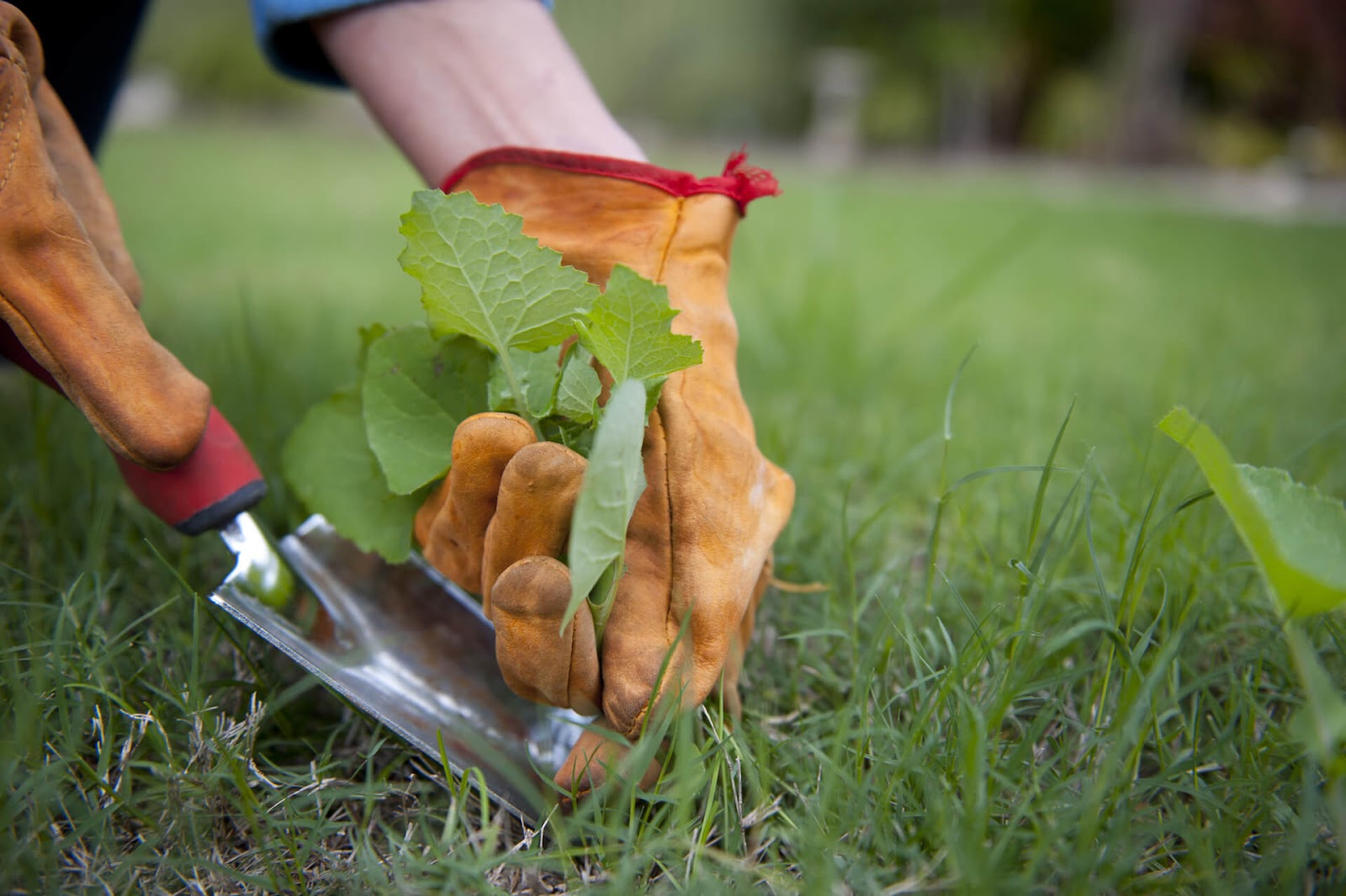 Hand pulling weeds out of the lawn