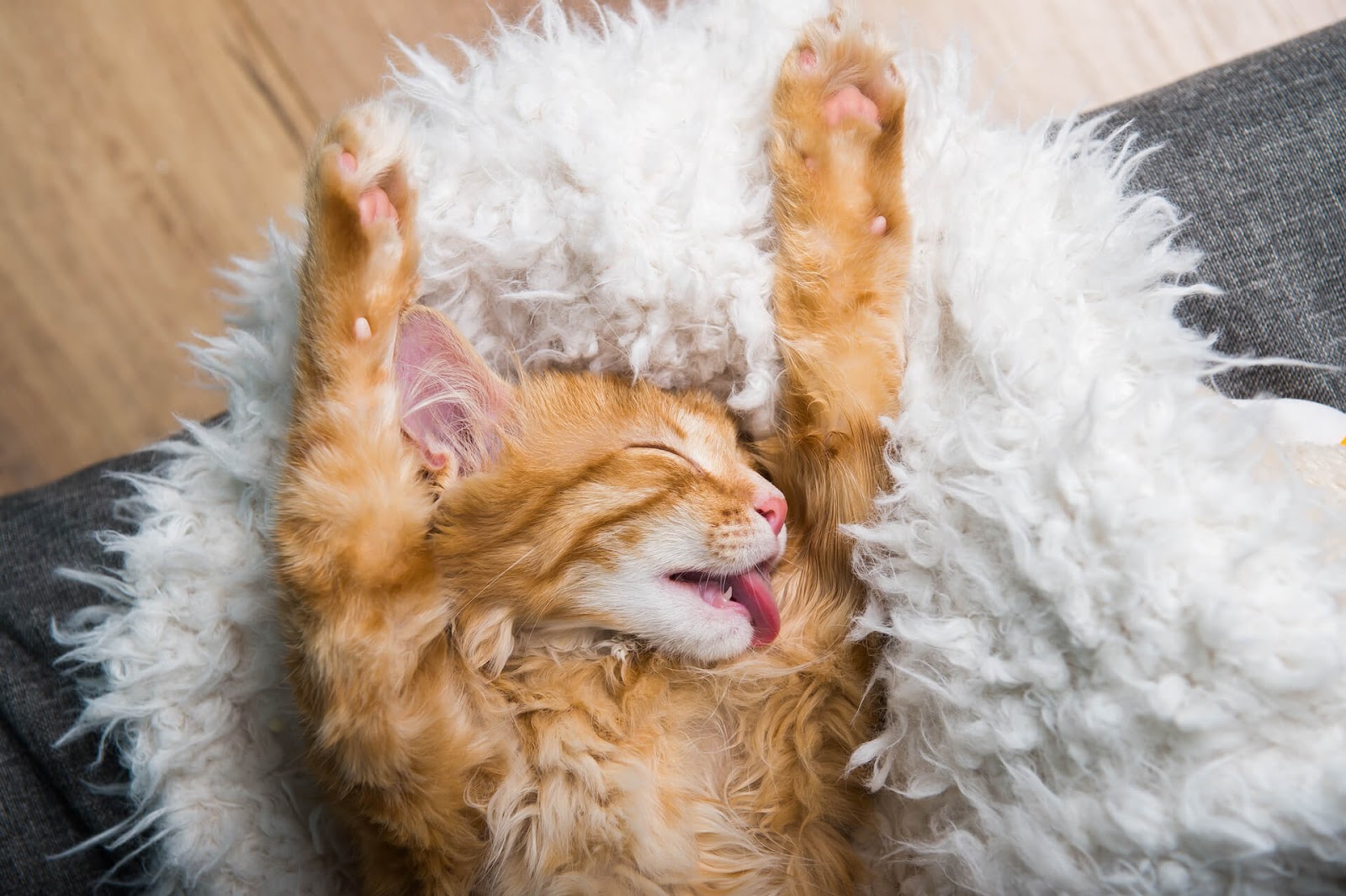 Cat sprawled out after playing with catnip