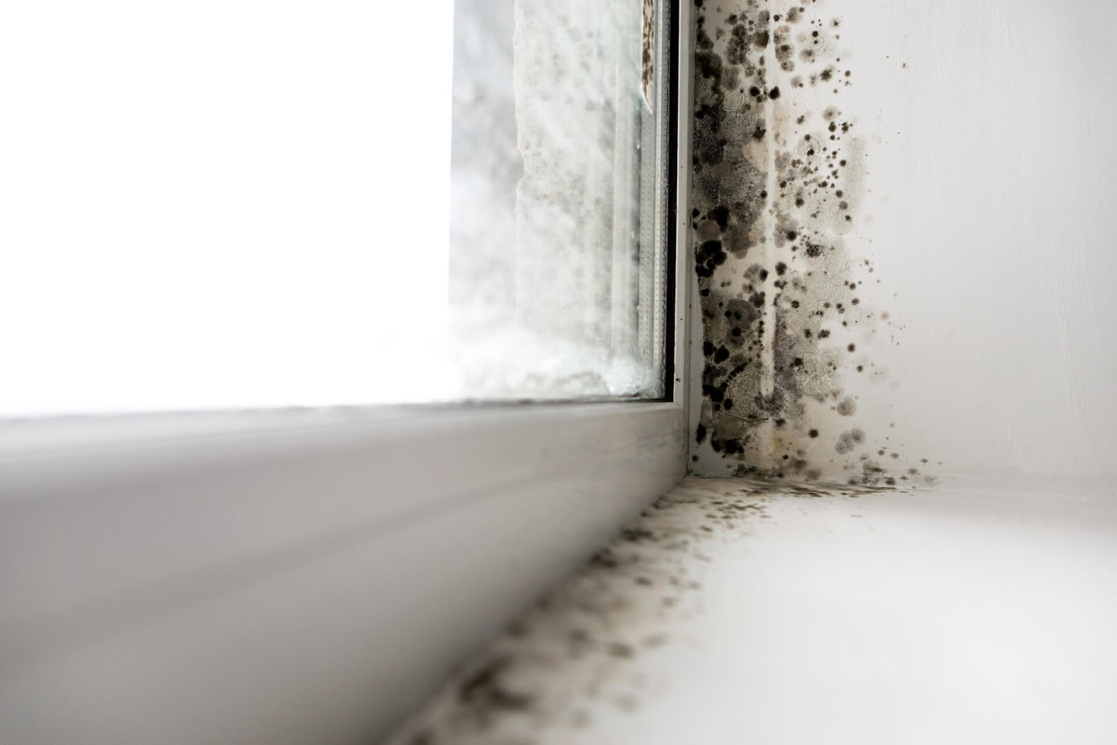 Mold surrounding a window