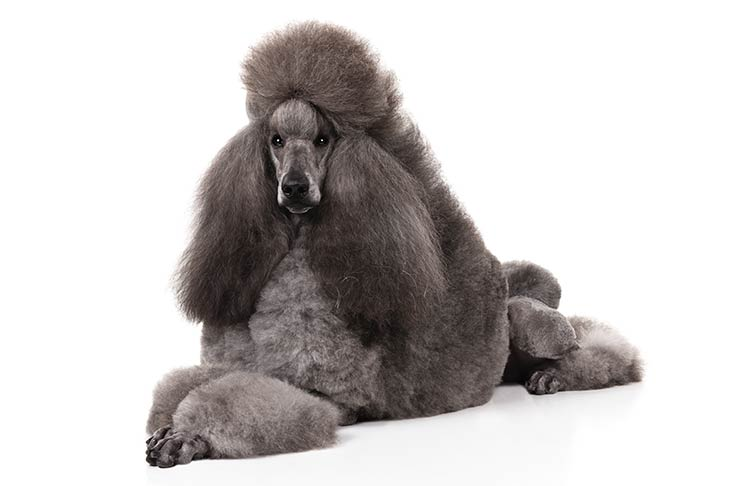 The Standard Poodle