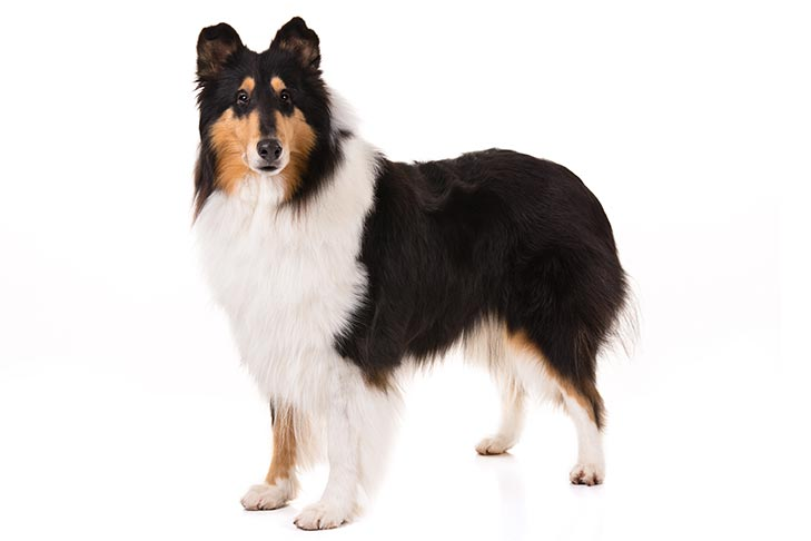The Rough Collie