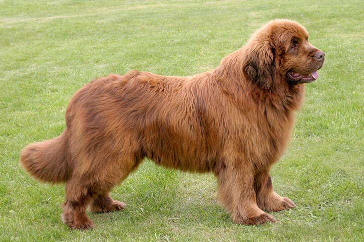 The Newfoundland