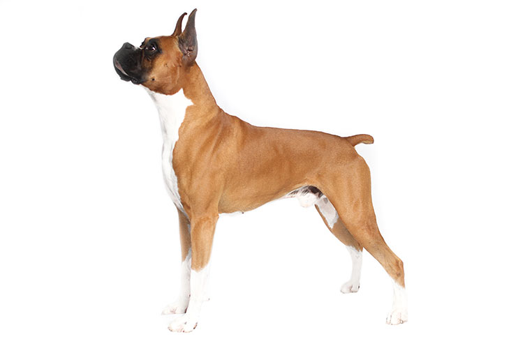 The Boxer