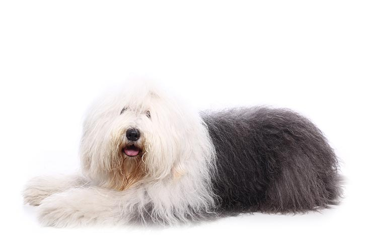 The Old English Sheepdog