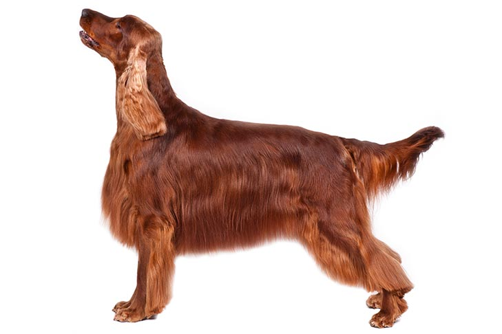 The Irish Setter